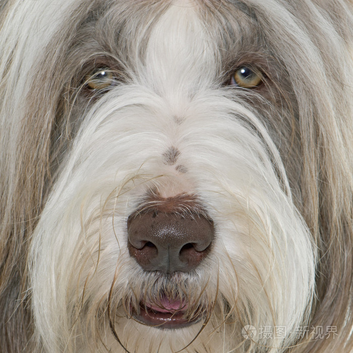 养古牧需要注意什么_萨摩耶好养吗还是泰迪好养_古牧好养么