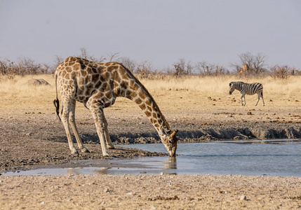 在纳米比亚稀树草原的一个水坑里喝的长颈鹿
