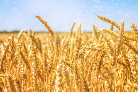 成熟的草甸麦田的耳朵的背景.丰收的概念照片