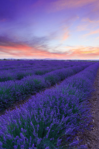 薰衣草花田夏天日落景观附近 Valensole