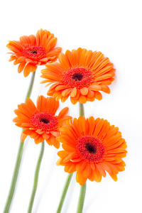 橙色菊花花图片