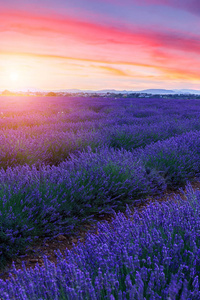 薰衣草花田夏天日落景观附近 Valensole