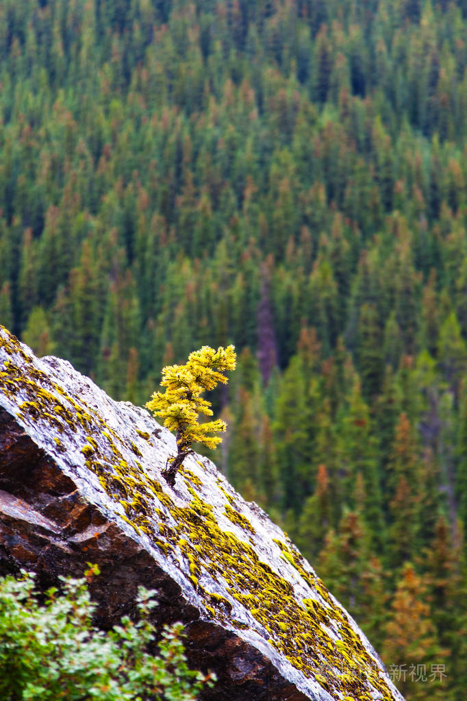 在班夫国家公园的加拿大落基山脉, 一棵有着金色松树的小的云杉落叶松