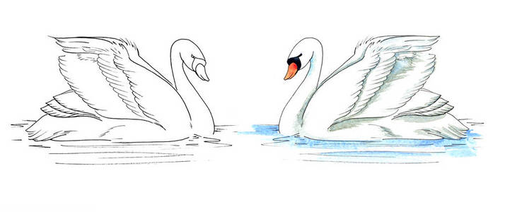 白色水彩画天鹅在水上.彩色照片