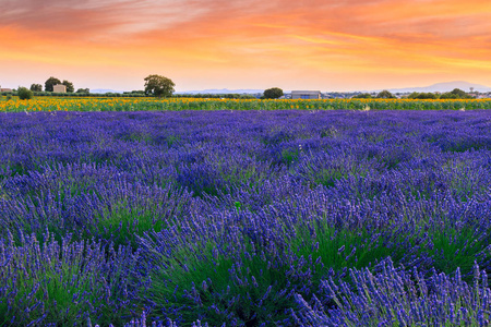 薰衣草花田夏天日落景观附近 Valensole