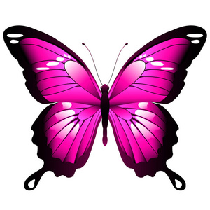 明亮的粉红色蝴蝶孤立在白色背景, 矢量, 插图照片