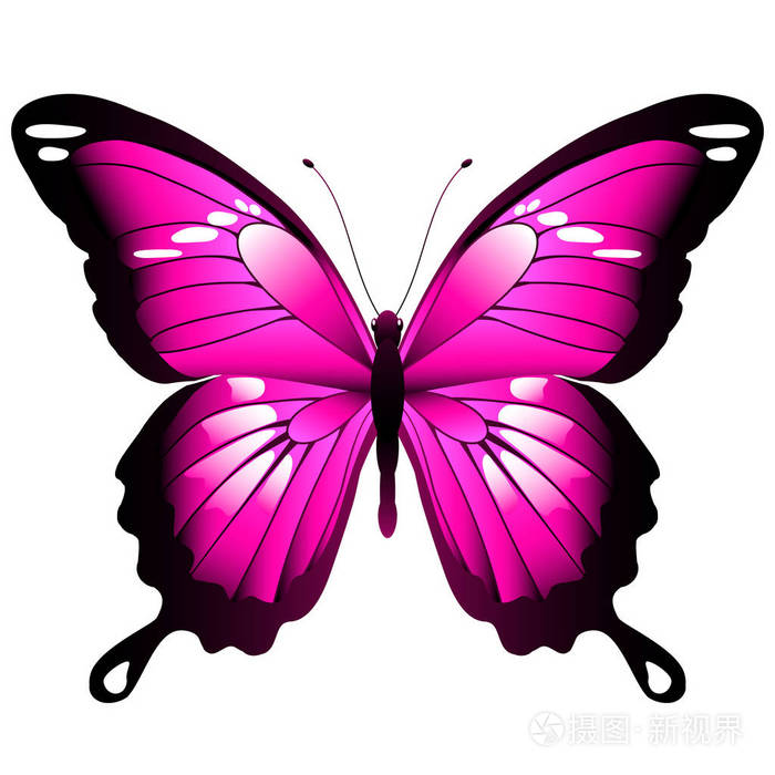 明亮的粉红色蝴蝶孤立在白色背景矢量插图