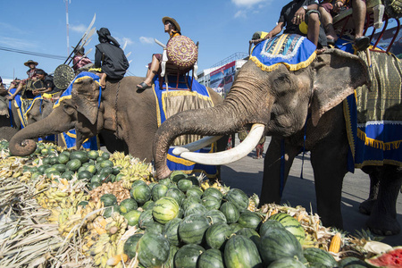 泰国大象园图片
