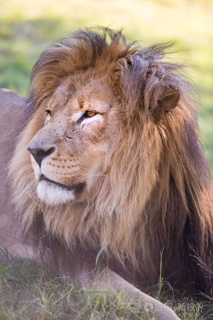 狮子在地上休息.一头雄狮头的特写
