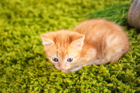 躺在绿色地毯的滑稽小猫在室内