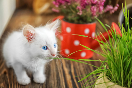 有趣的小猫与植物室内