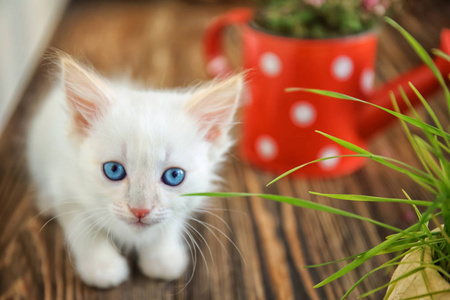 有趣的小猫与盆栽室内图片