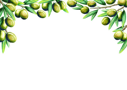模式矢量水彩手绘的橄榄树枝与玻璃瓶横幅设置白色背景的橄榄果和橄榄