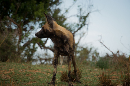 注意在克鲁格国家公园，南非的非洲野狗