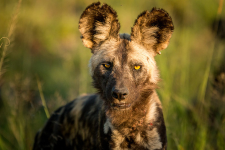 主演非洲野狗在克鲁格国家公园，南非