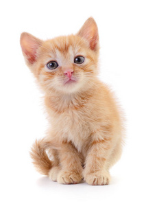 褐色小猫图片-褐色小猫素材-褐色小猫插画-摄图新视界