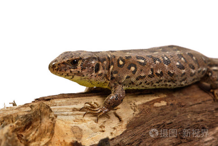 孤立在白色背景上的蜥蜴蝎虎座敏锐