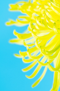 充满活力的黄色花瓣蓝色背景