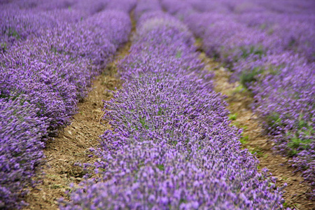 熏衣草种植美丽的薰衣草田野, 行与美丽的紫色花灌木, 路径, 大规模