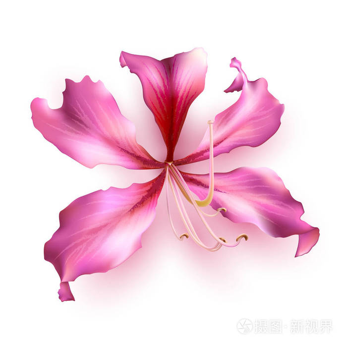 香港紫荆花卡通图片