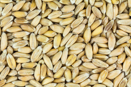 拼写，古代小麦品种