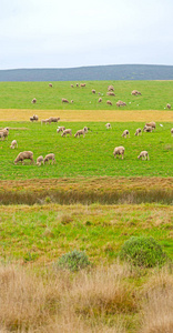 在南非种植土地布什和羊