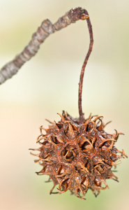 种皮枫香树 spikey 种子的种皮照片