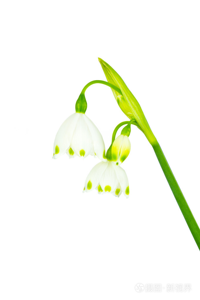 孤立在白色的雪花花