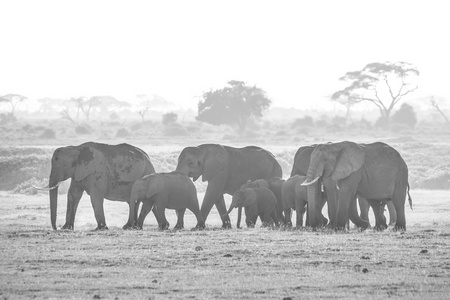 群在安博塞利国家公园肯尼亚大象