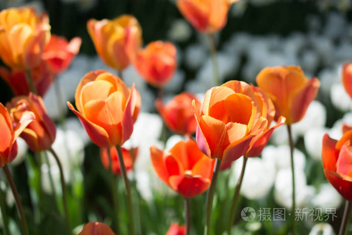 五颜六色的郁金香花盛开在春天的花园里