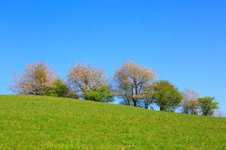 开花的树在草地上，湛蓝的天空上