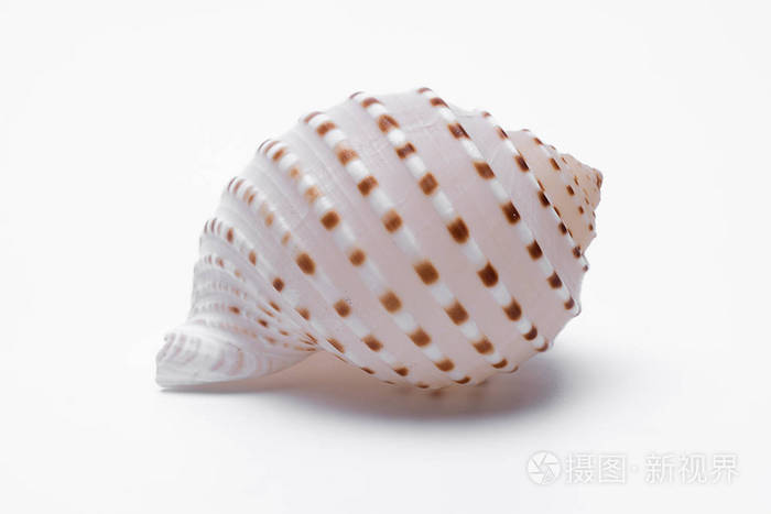 白色背景上孤立的蜗牛壳
