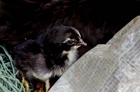 可爱的 junglefowl 小鸡在巢里。新生小鸡