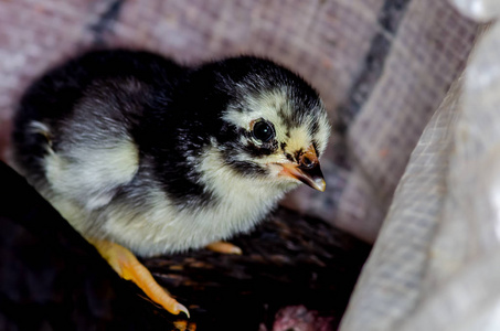 可爱的 junglefowl 小鸡在巢里。新生小鸡