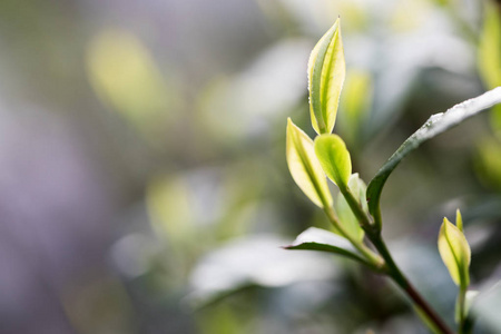 茶叶在种植园里的阳光梁