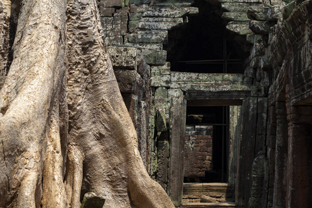 班迭则 Kdei 寺古石遗址, 吴哥窟。古庙残骸和老树。吴哥窟的细节。高棉遗产感兴趣的地方。在亚洲旅游。柬埔寨旅游观光