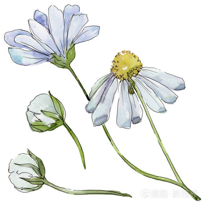 花卉植物花.野生春叶野花分离.