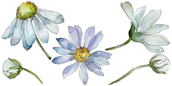 白雏菊。花卉植物花。野生春叶野花分离。背景质地包装图案框架或边框的水彩画野花