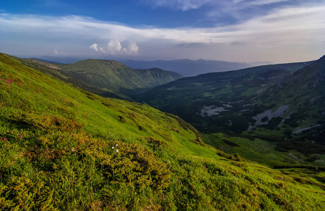 美丽的杜鹃在高山上。喀尔巴阡山.乌克兰