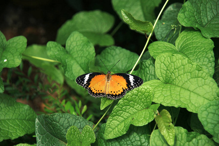 黄色橙色五颜六色的蝴蝶在干燥及其展开翅膀在阳光下的绿色叶子上休息