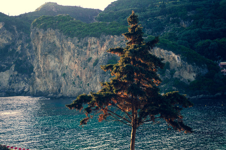 松树与水和悬崖后面。清洁的海, 树和山在前景科孚希腊。希腊风景。欧洲地方。旅行。休假时间