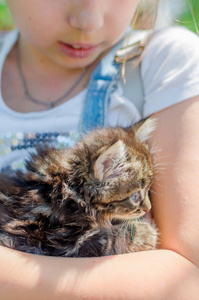 在阳光明媚的夏日里, 小孩手上的小黑毛猫