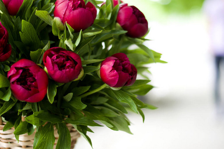 三深粉红色牡丹花在一个花瓶室内。春天的花朵。美丽的牡丹花