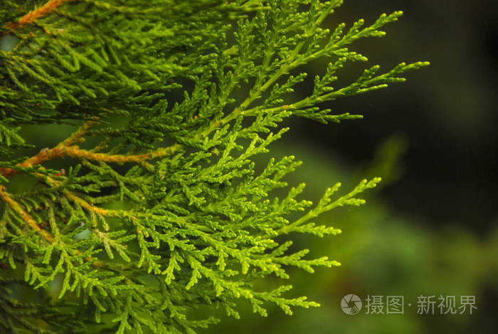 杜松绿树枝关闭在模糊的背景植物园埃里温亚美尼亚