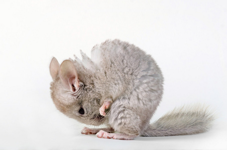 灰色的小灰鼠照片