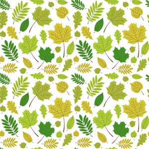 季节绿化叶林图案矢量无缝.白色背景上的树木叶子.