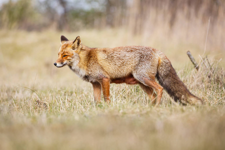 红狐狸在自然栖息地