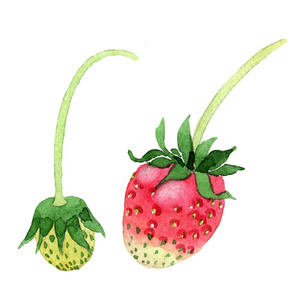 红色草莓健康食品的水彩风格隔离。水果的全名 草莓。水彩画的背景, 纹理, 包装图案或菜单的野生水果