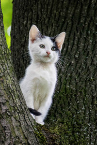小可爱的猫坐在树上
