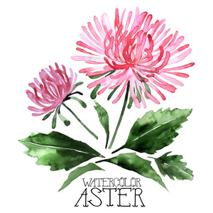 水彩 aster 集